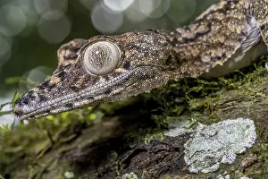 Giant leaf-tailed gecko (Uroplatus giganteus)