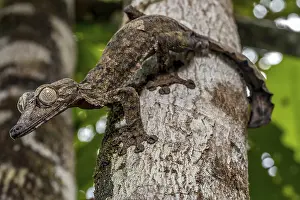 Giant leaf-tailed gecko (Uroplatus giganteus)