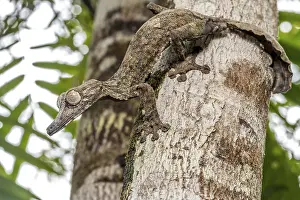 Giant leaf-tailed gecko (Uroplatus giganteus)