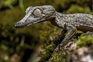 Giant leaf-tailed gecko (Uroplatus giganteus)