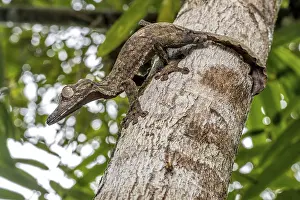 Giant leaf-tailed gecko (Uroplatus giganteus)