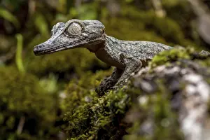 Giant leaf-tailed gecko (Uroplatus giganteus)