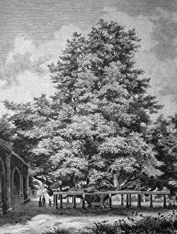 Giant lime tree at the cemetery in Annaberg