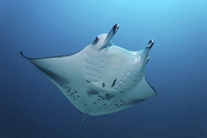 Giant Manta Ray (Manta birostris) in the open sea