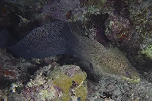 Framed Print : A giant moray eel (Gymnothorax javanicus) meanders through rocks in the coral reef at night while hunting Framed Print : A giant moray eel (Gymnothorax javanicus) meanders through rocks in the coral reef at night while hunting