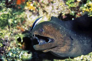 Giant Moray moray eel with cleaner wrasse