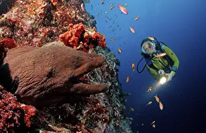 Giant Moray moray eel and diver