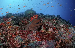 Giant Moray moray eel, Gymnothorax javanicus