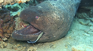 Giant Moray moray (Gymnothorax javanicus) with cleaner fish (Labrichthyini)