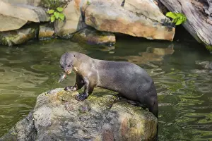 A giant otter or giant river otter (Pteronura brasiliensis)