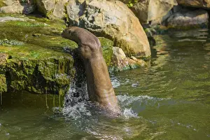 One giant otter or giant river otter (Pteronura brasiliensis)