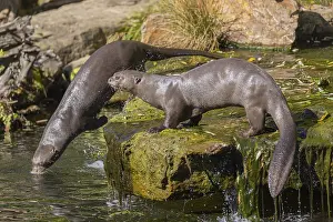 One giant otter or giant river otter (Pteronura brasiliensis)