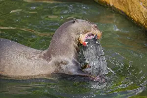 A giant otter or giant river otter (Pteronura brasiliensis)