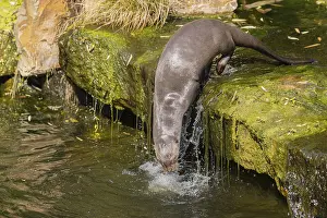 One giant otter or giant river otter (Pteronura brasiliensis)