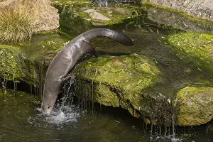 One giant otter or giant river otter (Pteronura brasiliensis)