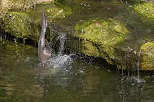 One giant otter or giant river otter (Pteronura brasiliensis)