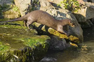One giant otter or giant river otter (Pteronura brasiliensis)