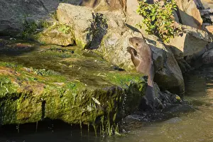 One giant otter or giant river otter (Pteronura brasiliensis)