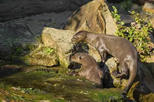 Two giant otter or giant river otter (Pteronura brasiliensis)