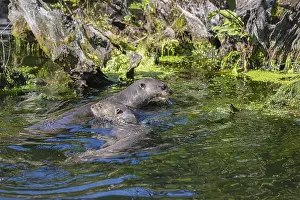 Two giant otter or giant river otter (Pteronura brasiliensis)