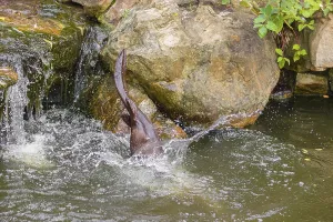 A giant otter or giant river otter (Pteronura brasiliensis)