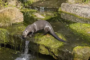 One giant otter or giant river otter (Pteronura brasiliensis)