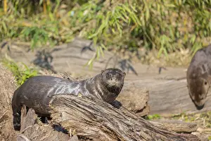 One giant otter or giant river otter (Pteronura brasiliensis) resting on a log lying on the river bank