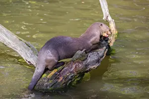 A giant otter or giant river otter (Pteronura brasiliensis) sits on a rotten tree and eats a fish