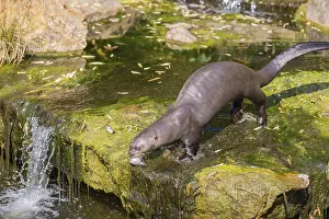 One giant otter or giant river otter (Pteronura brasiliensis) standing on a mossy rock in a creek