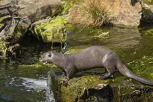 One giant otter or giant river otter (Pteronura brasiliensis) standing on a mossy rock above a little cascade