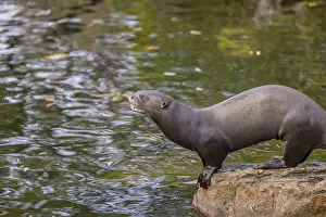 One giant otter or giant river otter (Pteronura brasiliensis) standing on a rock in a river