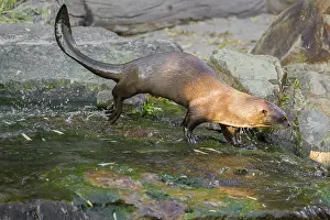 A giant otter or giant river otter (Pteronura brasiliensis) stands on a mossy rock by a small waterfall