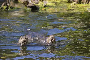 Two giant otter or giant river otter (Pteronura brasiliensis) swimming in a river