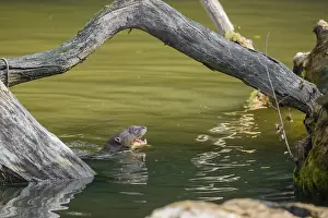 A giant otter or giant river otter (Pteronura brasiliensis) swims in a small river