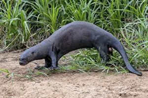 Giant otter (Pteronura brasiliensis)