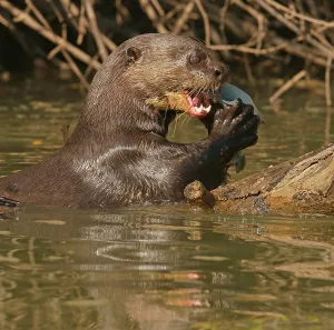 Giant otter (Pteronura brasiliensis) eats captured fish in water