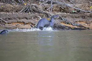 Giant otter (Pteronura brasiliensis) Pantanal Brazil
