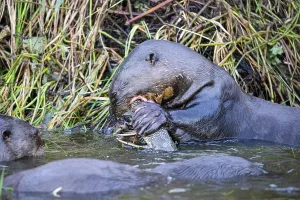 Giant otter (Pteronura brasiliensis) Pantanal Brazil