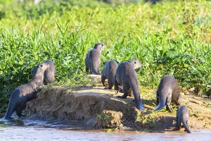 Giant otter (Pteronura brasiliensis) Pantanal Brazil