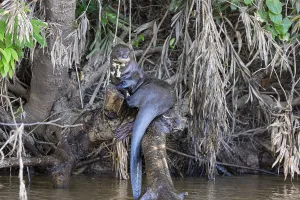 Giant otter (Pteronura brasiliensis) Pantanal Brazil