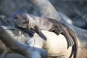 Giant otter (Pteronura brasiliensis) Pantanal Brazil