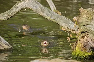 Two giant otters or giant river otters (Pteronura brasiliensis)