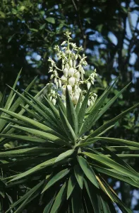 Giant palm lily (Yucca elephantipes)