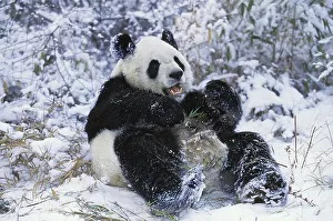 Giant Panda (ailuropoda melanoleuca)