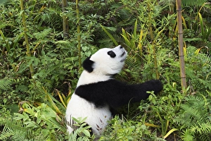 Giant Panda (Ailuropoda melanoleuca)
