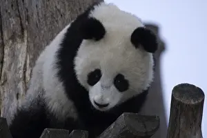 Giant Panda (Ailuropoda melanoleuca)
