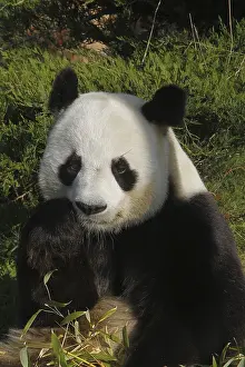Giant Panda (ailuropoda melanoleuca)