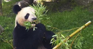 Giant Panda (ailuropoda melanoleuca)