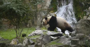 Giant Panda (ailuropoda melanoleuca)