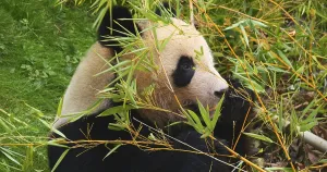 Giant Panda (ailuropoda melanoleuca)